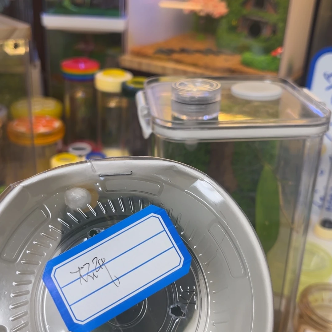 大***6素背加生态拍拍拍拍拍拍