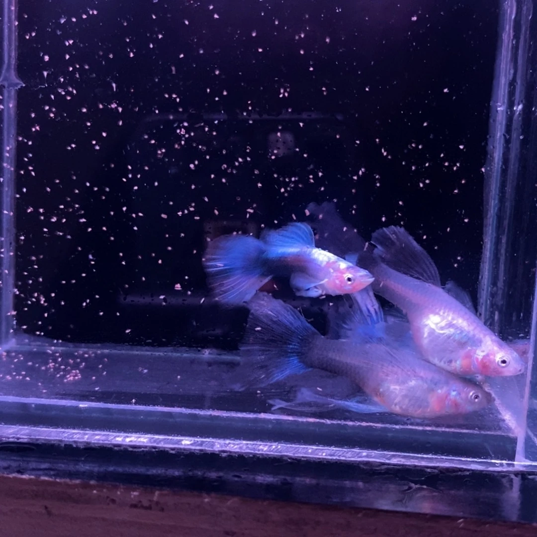 孔雀鱼蓝礼服两对