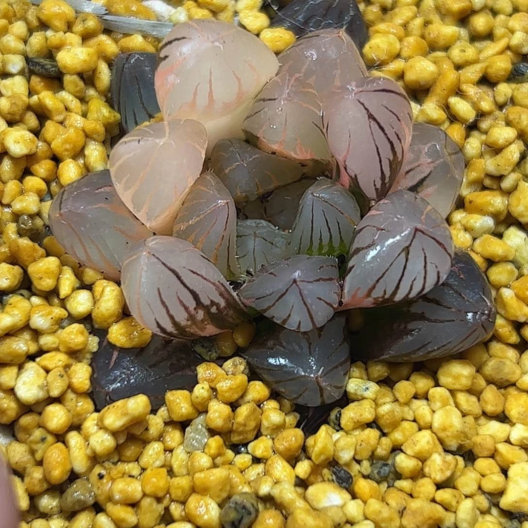 霓虹灯锦十二卷多肉植物