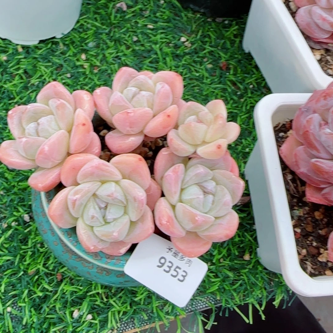 长杆冰玉无砍，9353多肉植物