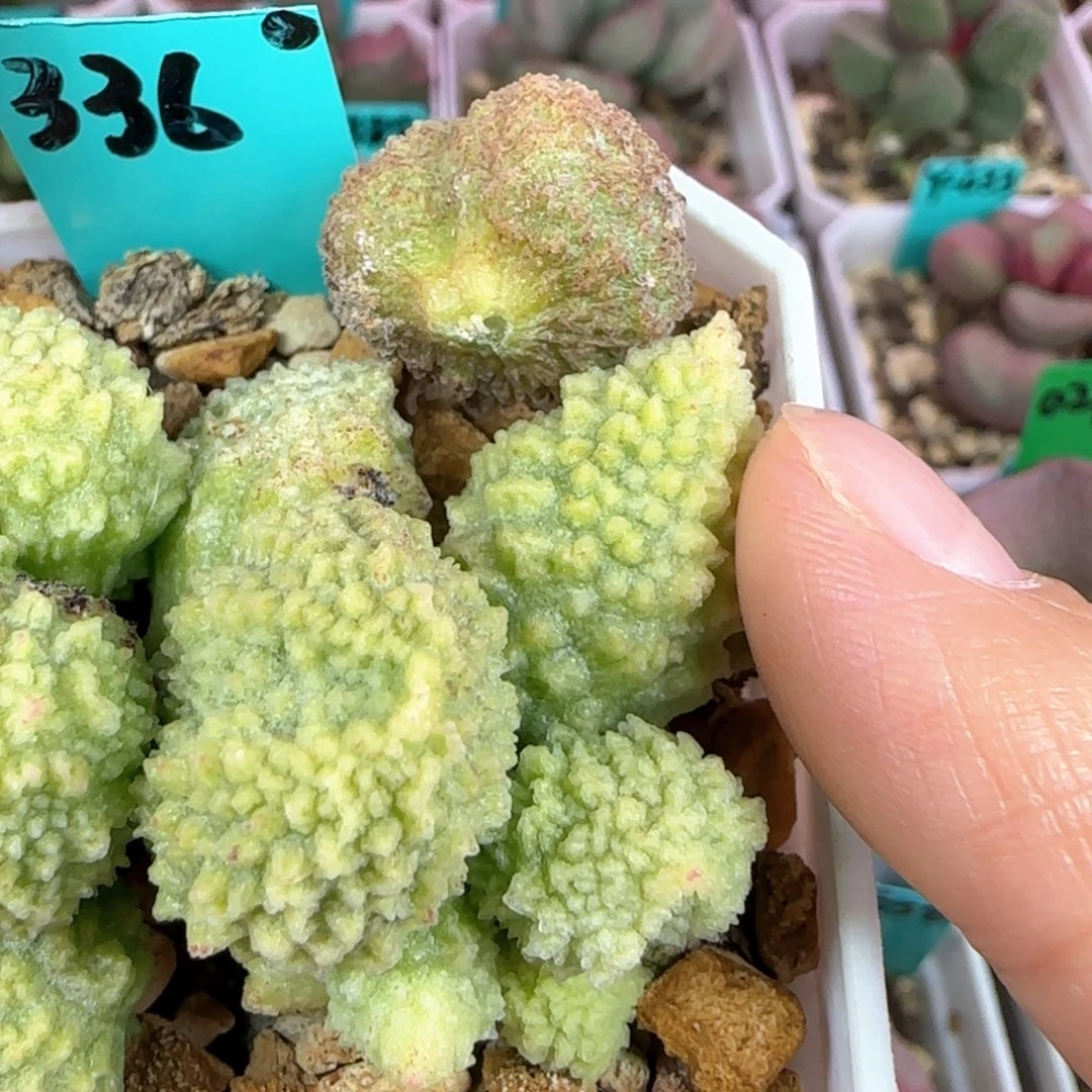 编号336叶片一个，送193叶片一个