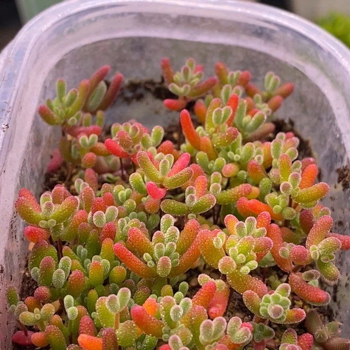 无花朵3。  混合切糕