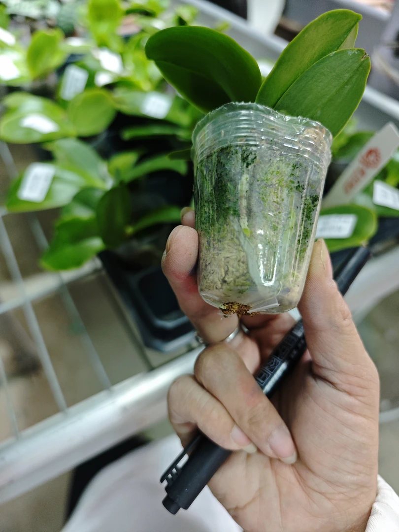 蝴蝶兰 原生安汶老虎1.7寸 花苗（不售后，请谨慎下单！）