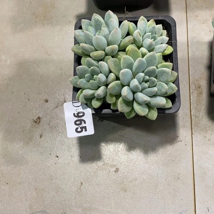 小***鬼965奶糖多肉植物多肉