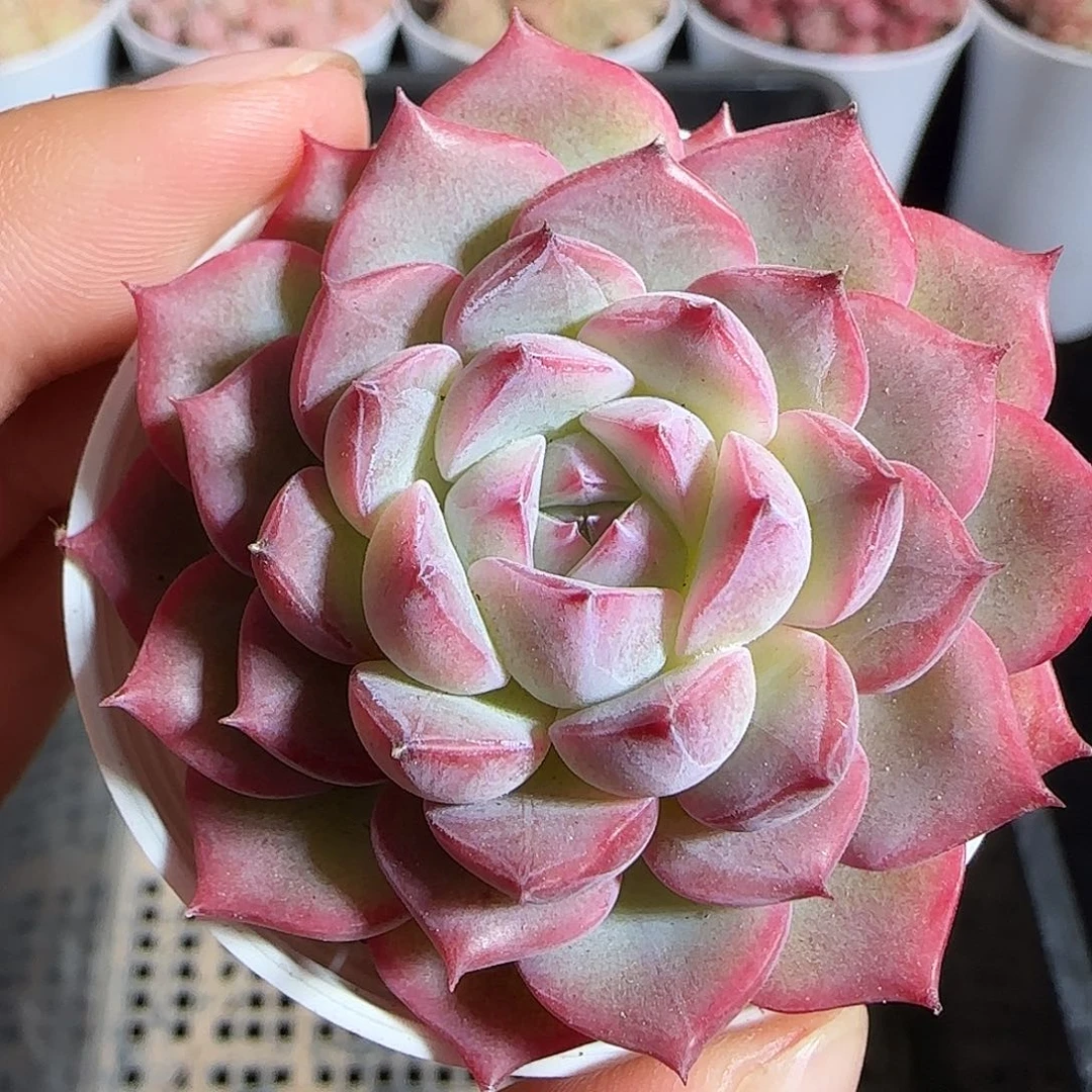 多肉1221-129福利