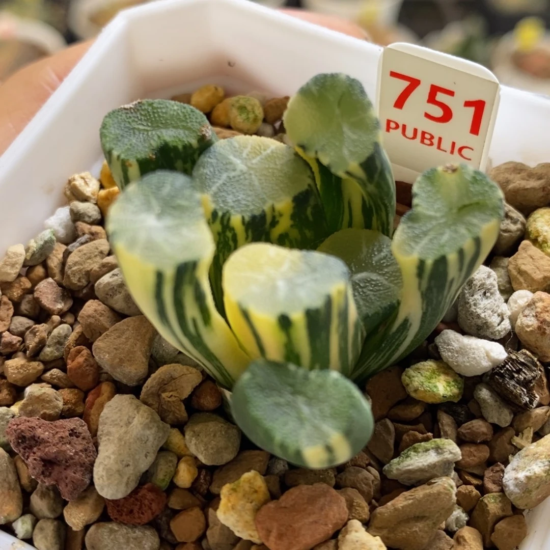 751号白妙万象锦带盆发货