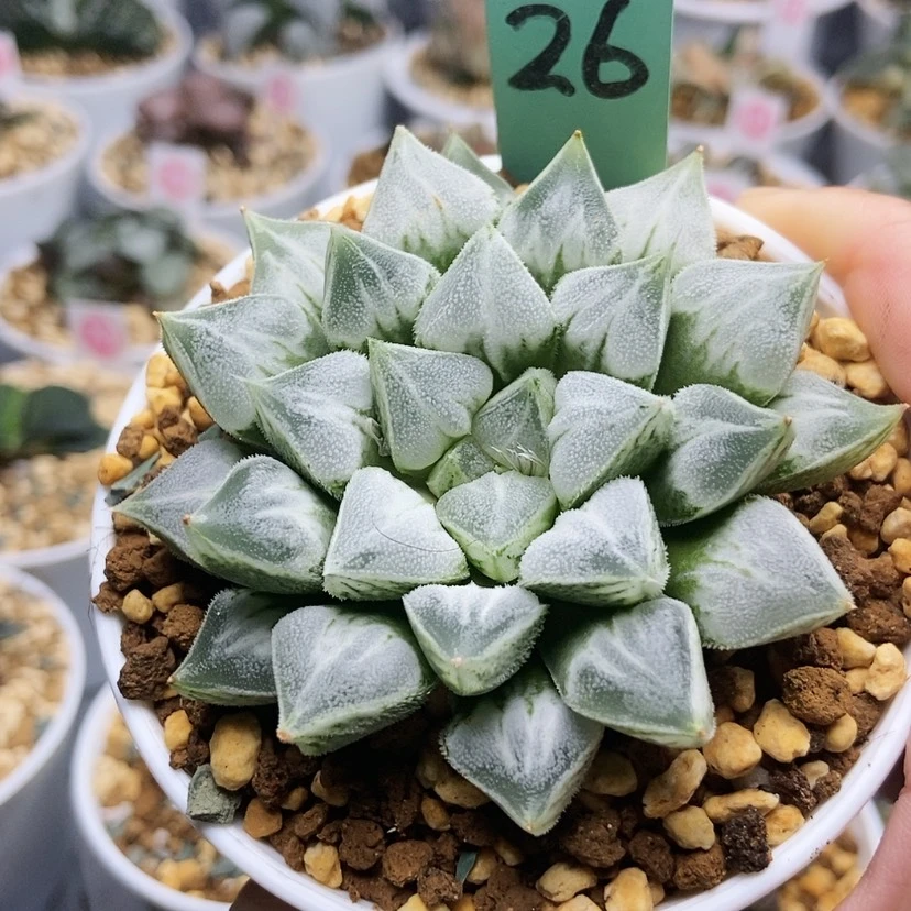 【闪购商品】我***久26爱心寿