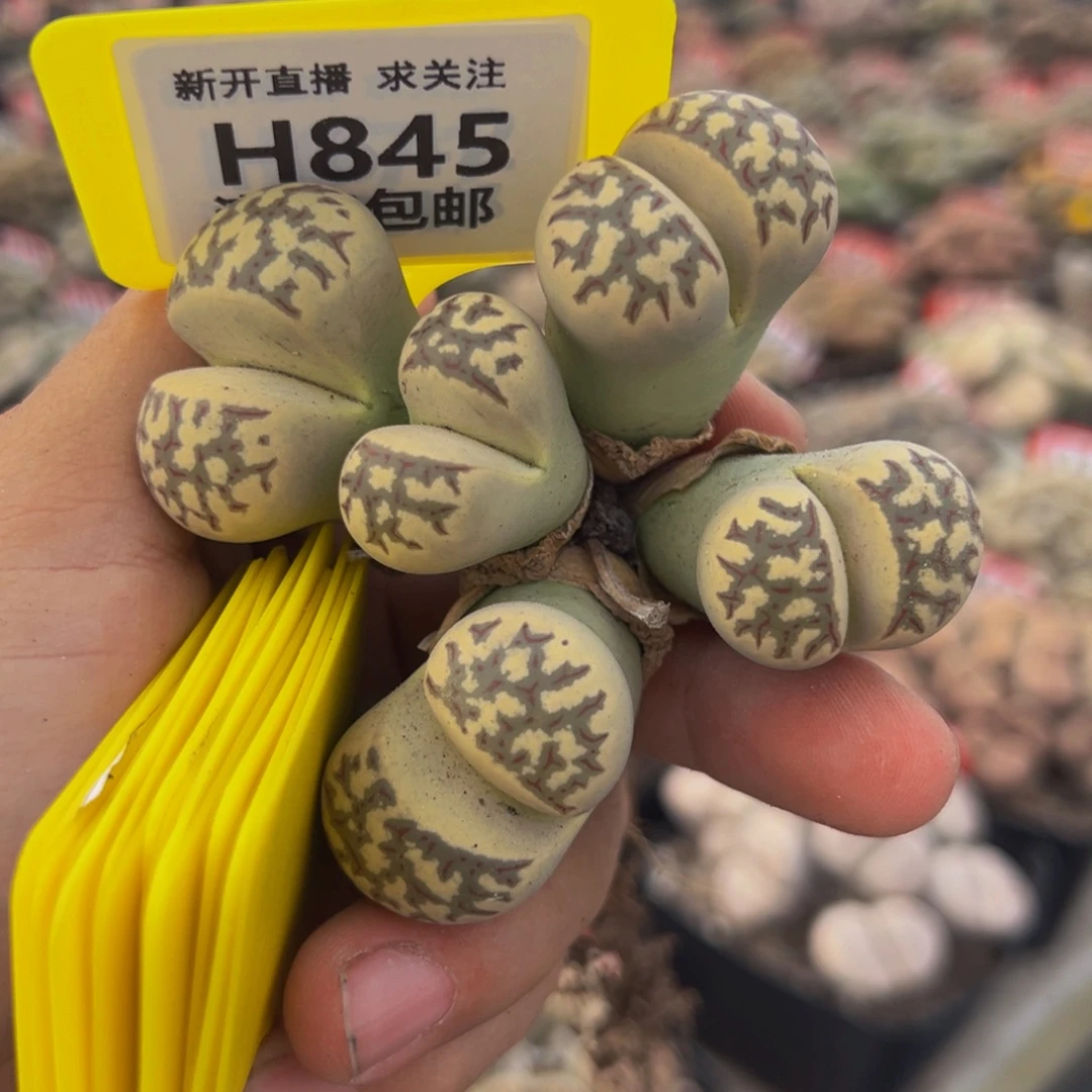 845 生石花大群生大群生