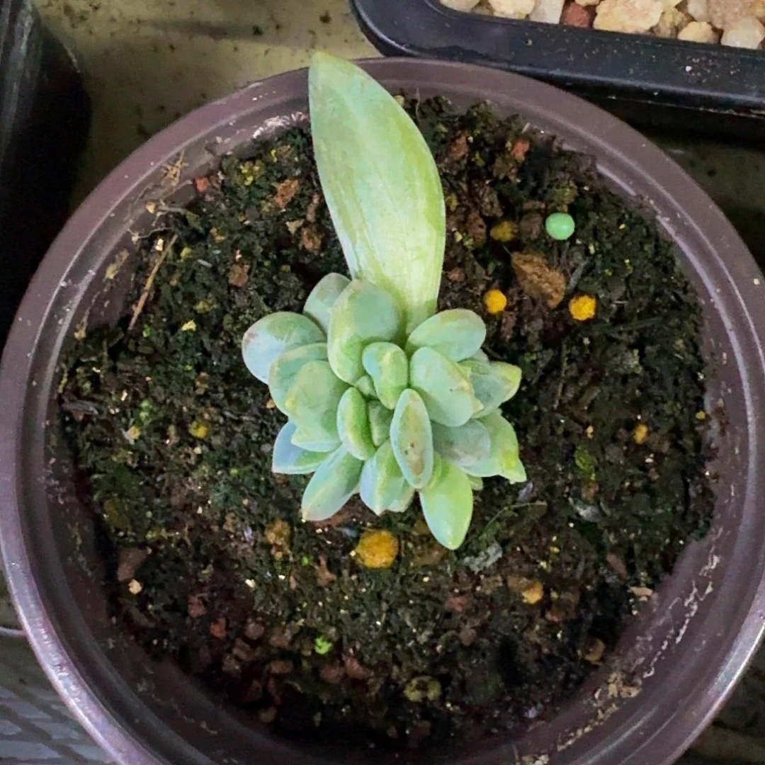 艾米丽 叶插  一物一拍