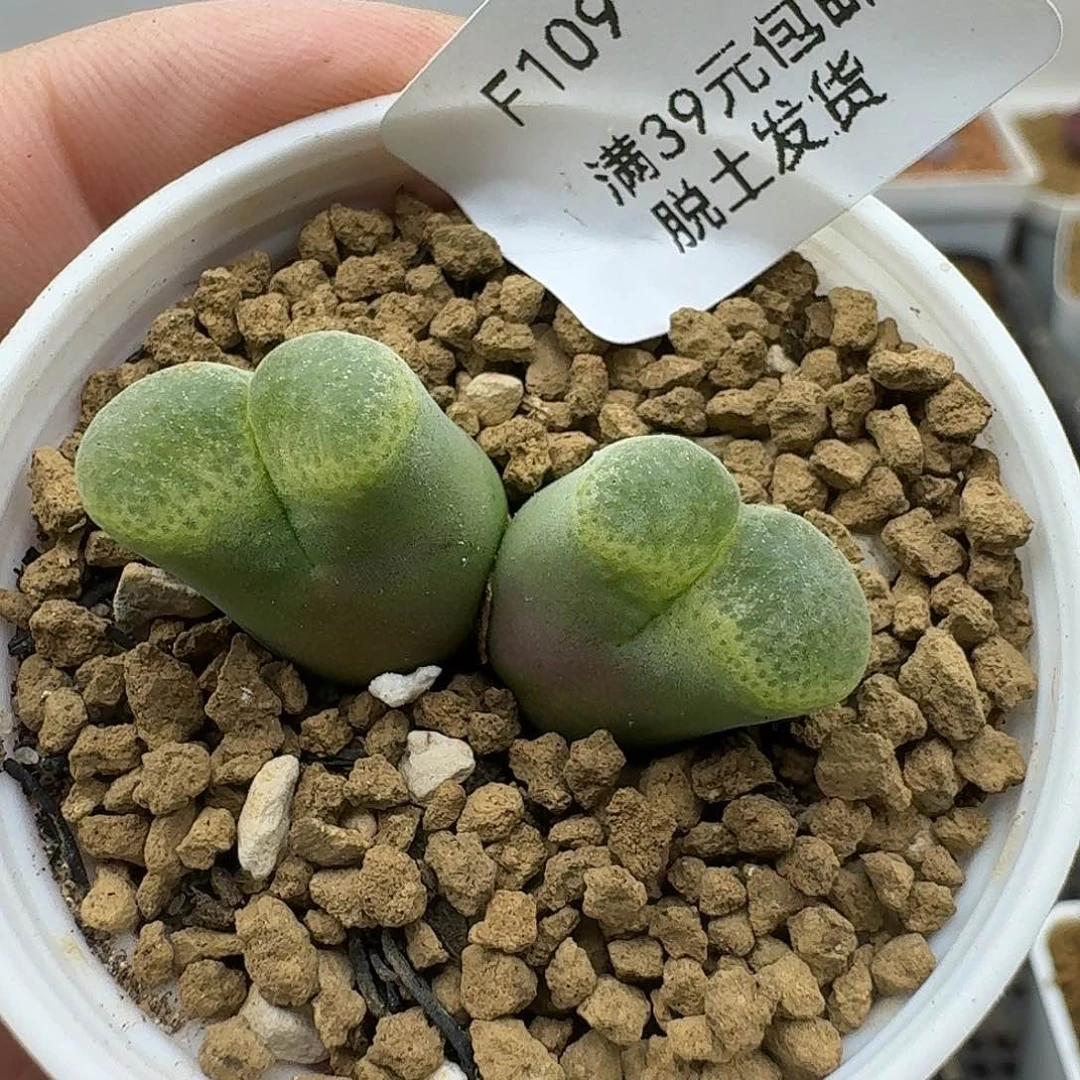 109多肉哈哈哈哈哈哈哈