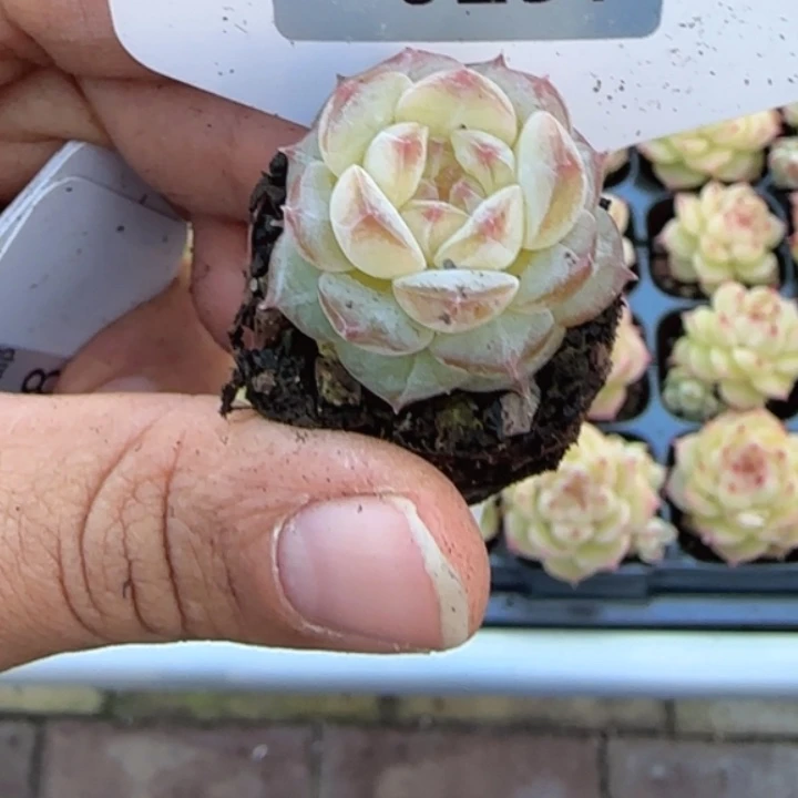 297号  优选糖心