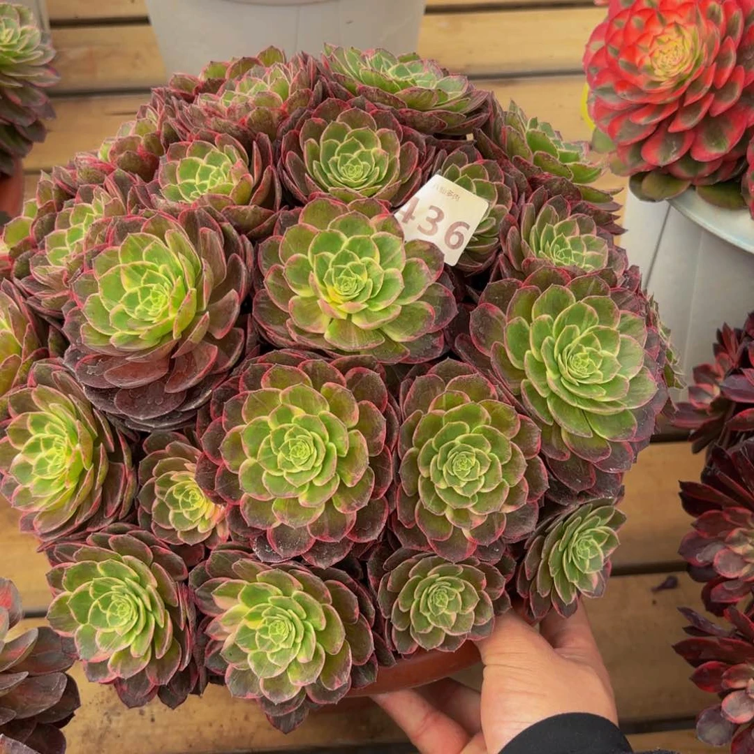 m**k436多肉植物万花筒