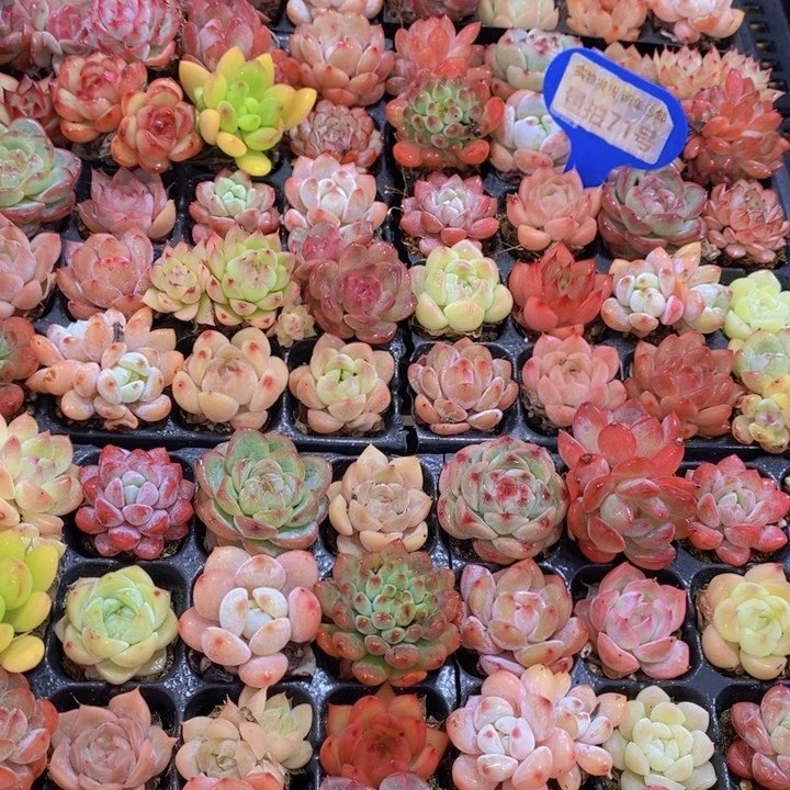 量拍71号 精品小可爱组合20个