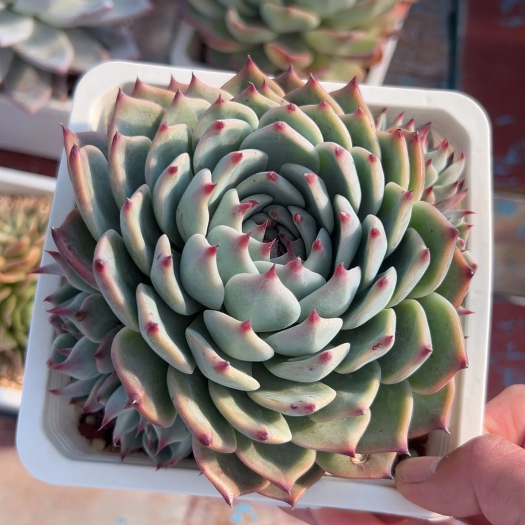 多肉植物一物一拍（22号）