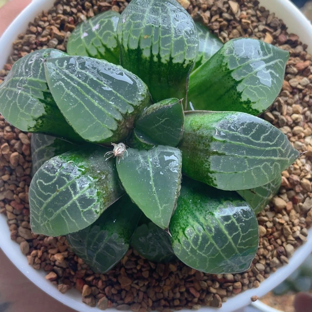 13.十二卷多肉狄原康克。