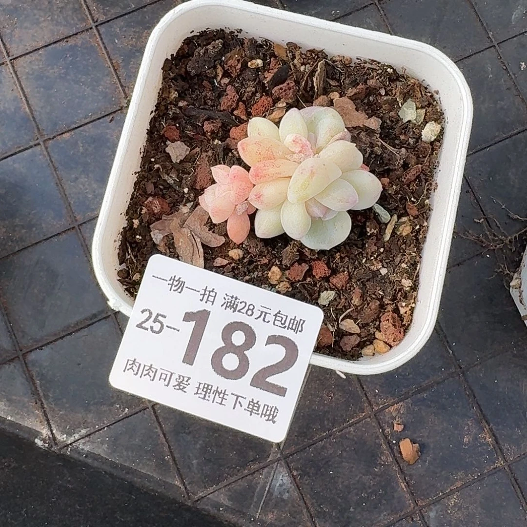 石化冰玉无盆土发货无
