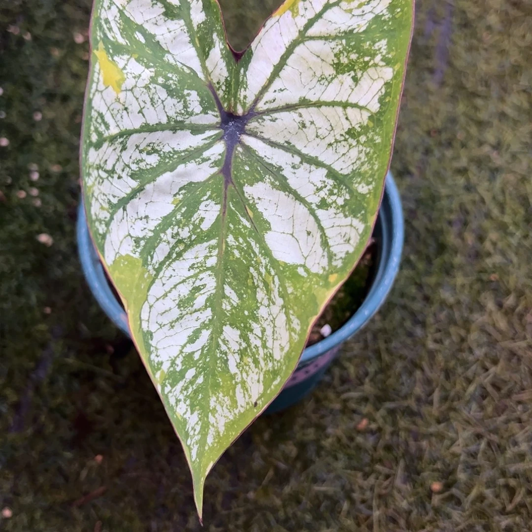 无花朵泰彩养定实生55