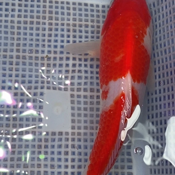 锦鲤冷水锦鲤（无开箱视频不售后）