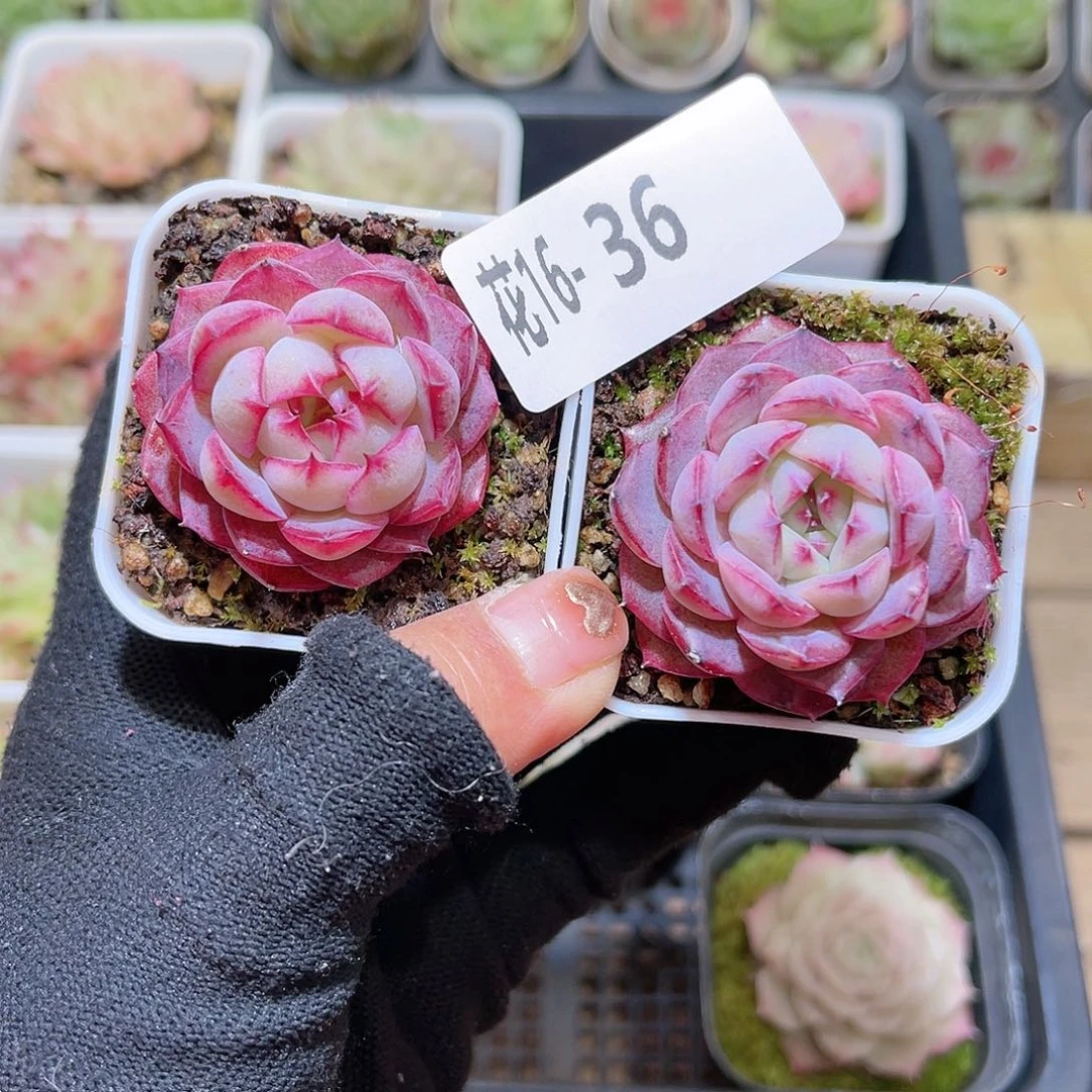 花16-36女王单头2颗