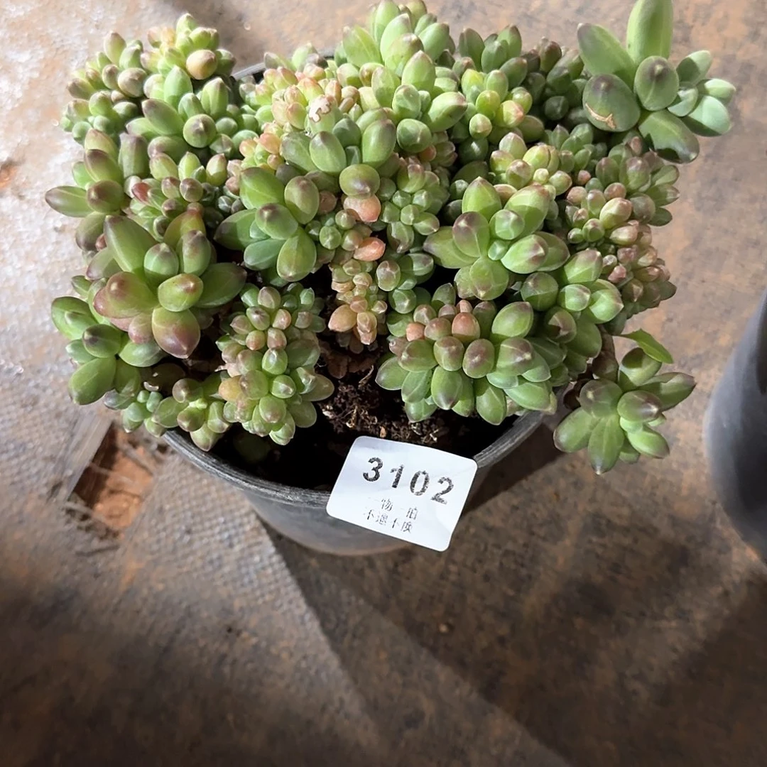 尘*哥3102号千代田缀化