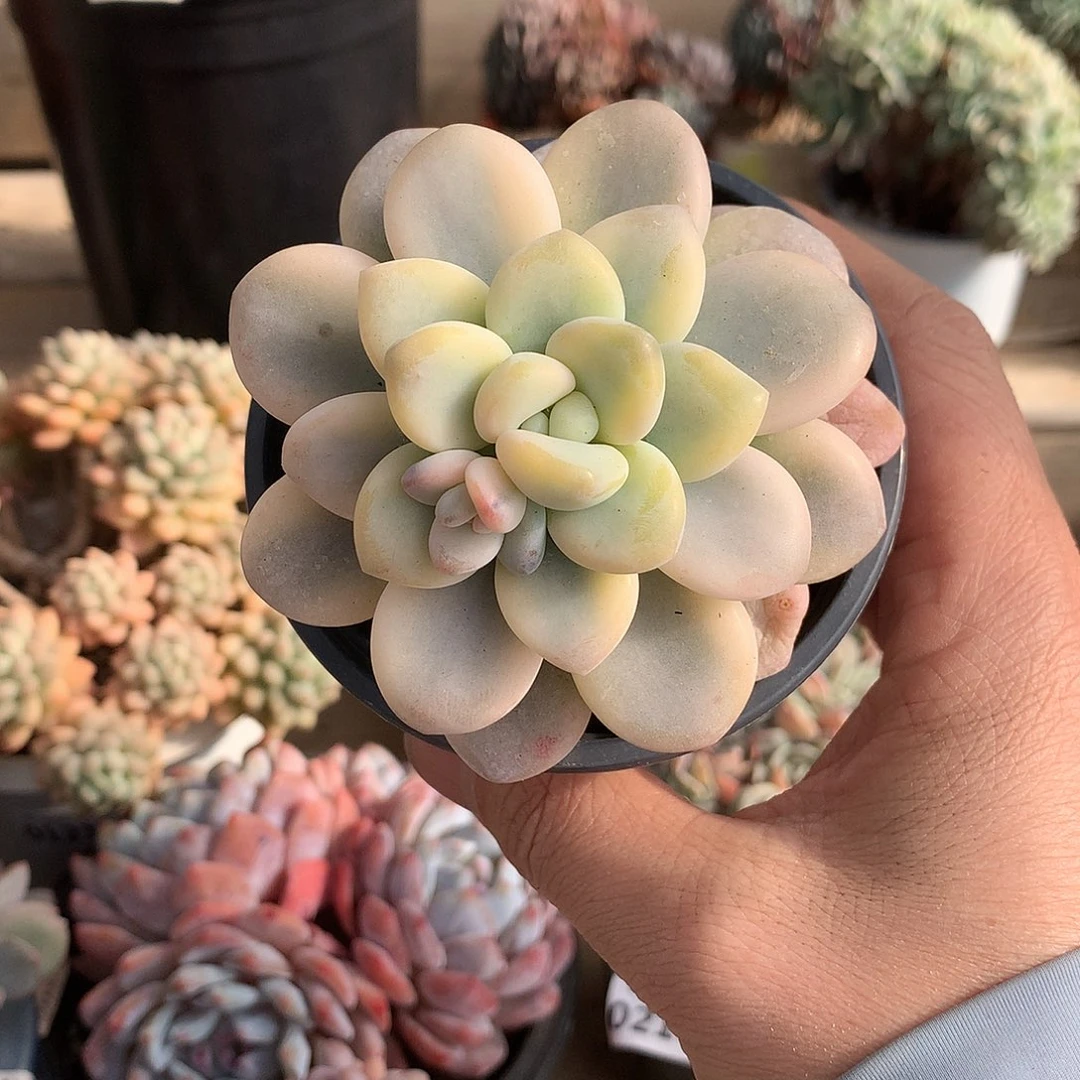 265洛神锦多肉一颗8厘米