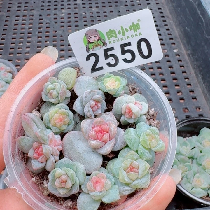 多肉植物多肉植物
