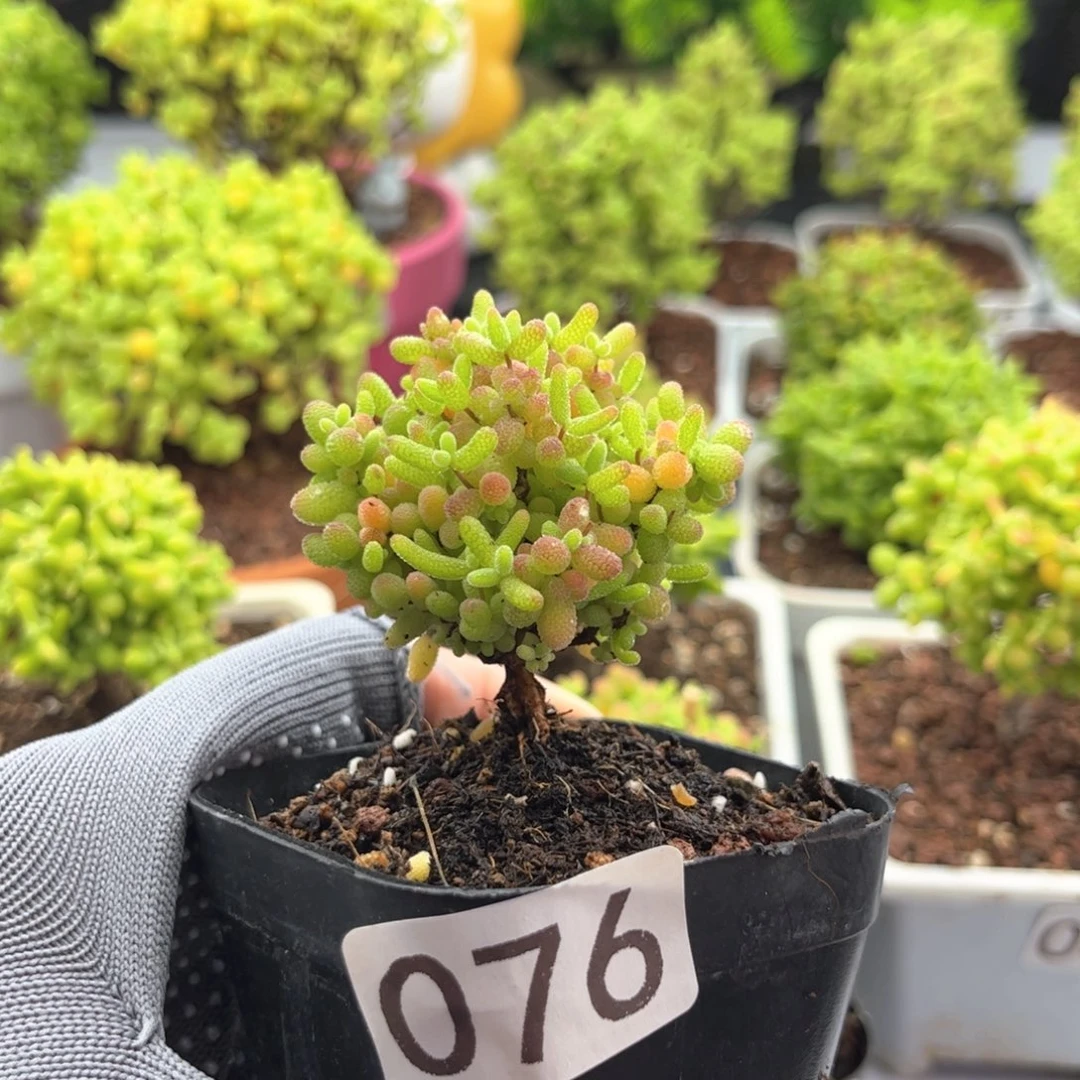 无花朵076蜜桔糖球