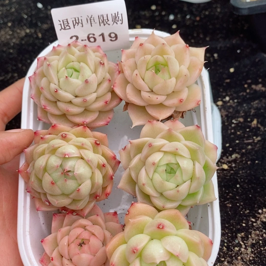 2-619 新疆西藏内蒙不发其他12.8包邮两到三公分多肉