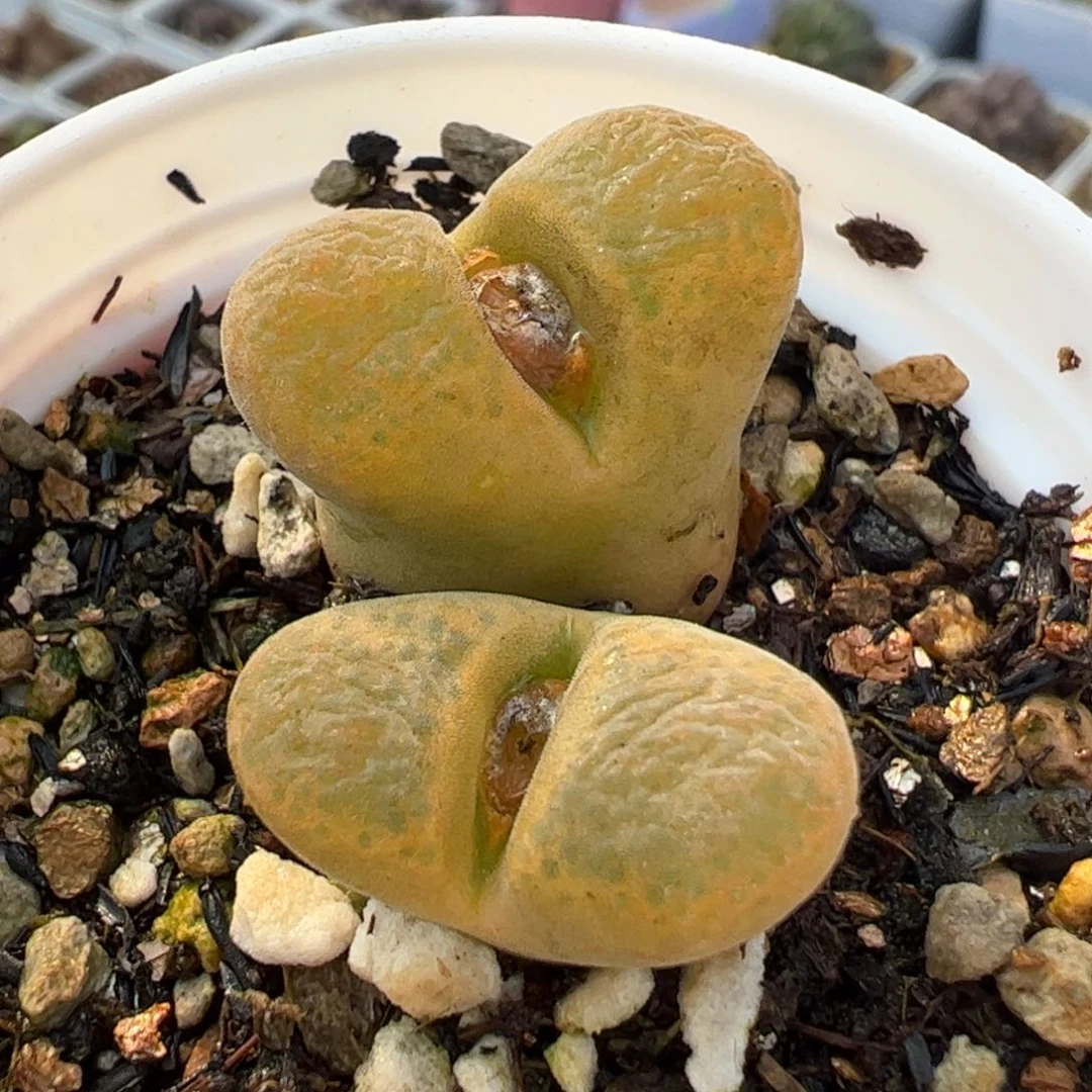 024多肉植物组合