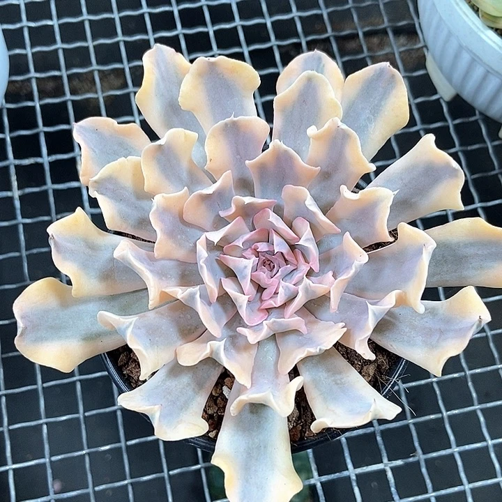 利比里亚锦一物一拍