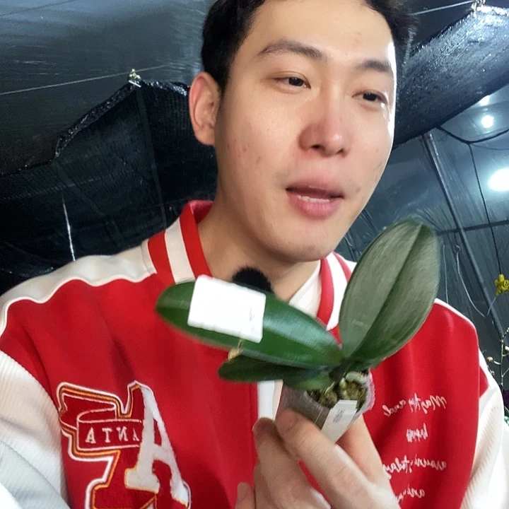 无花朵金车惠奶茶