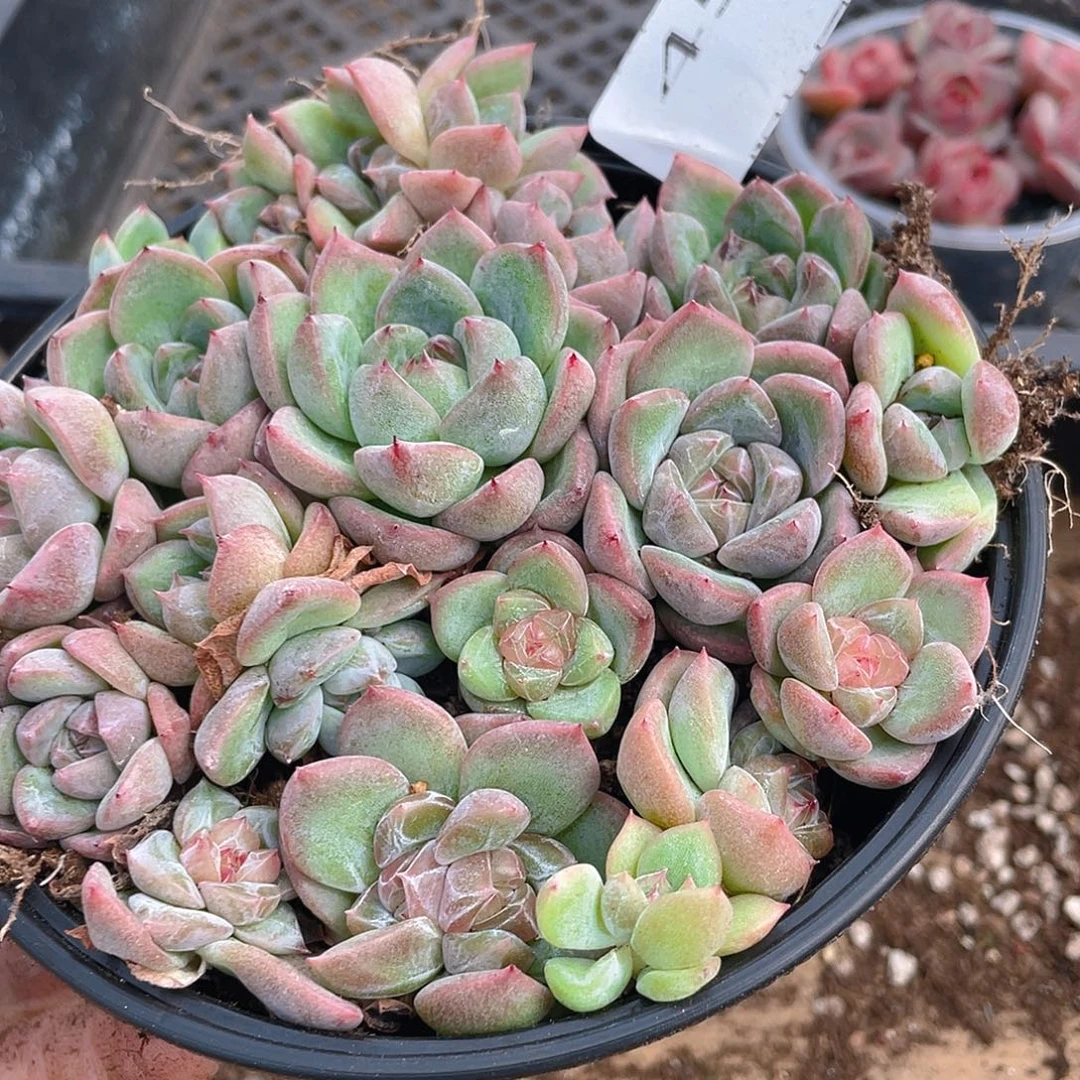 多肉植物多肉植物456