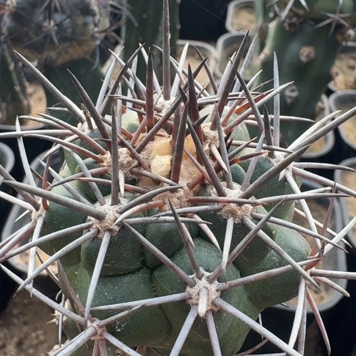 龙爪玉666666666666