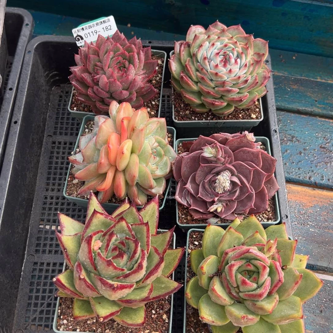 从前慢多肉精选编号0119.182