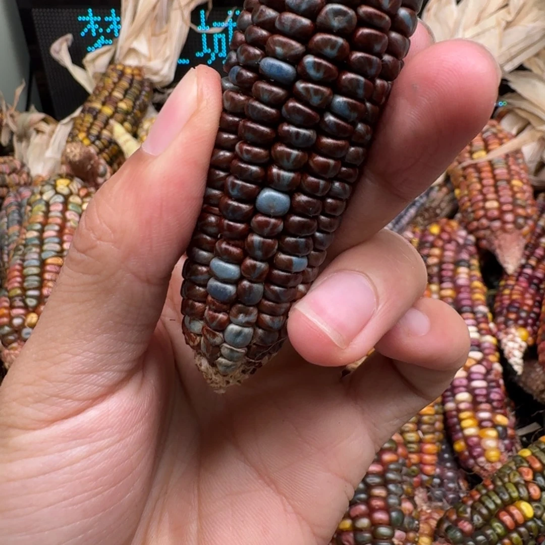 柏香籽/百香籽吊坠佩**姐