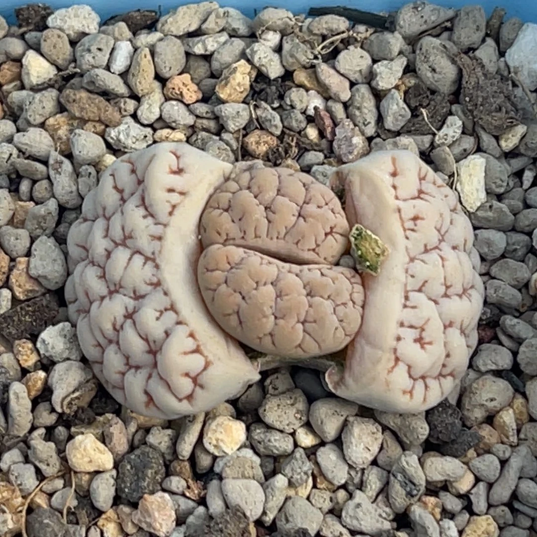9409凹凸脑纹蛙哥189一颗