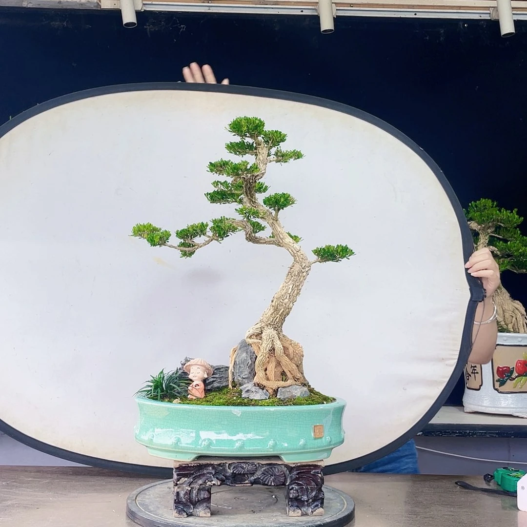 完全开放黄杨盆景四季常青