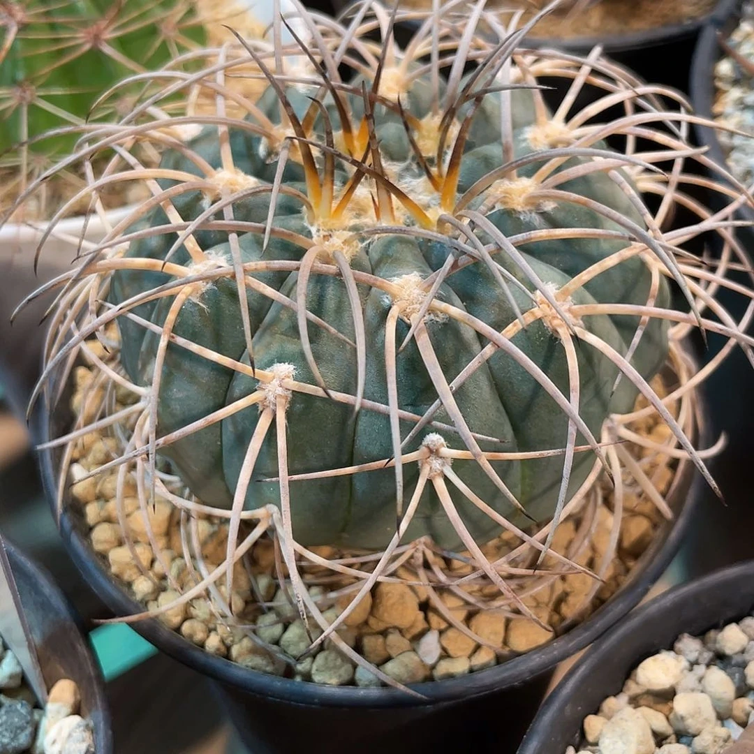 仙人球裸萼属超刺天平8厘米