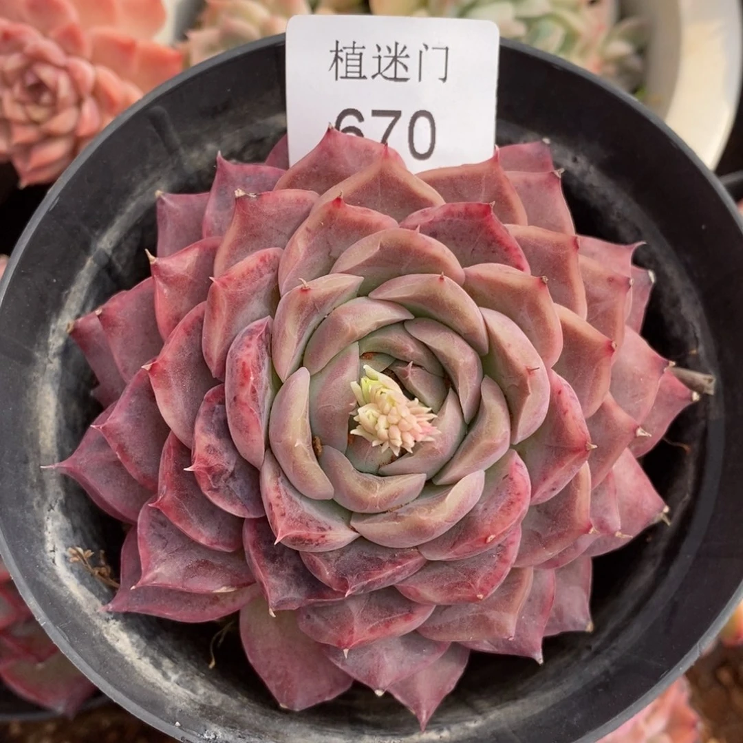 呼*杂交精品多肉670