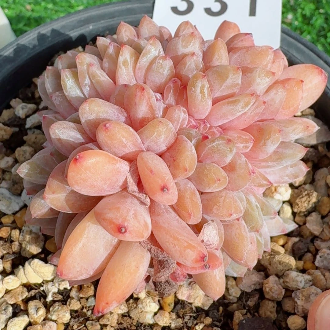 橙子缀化         精品多肉