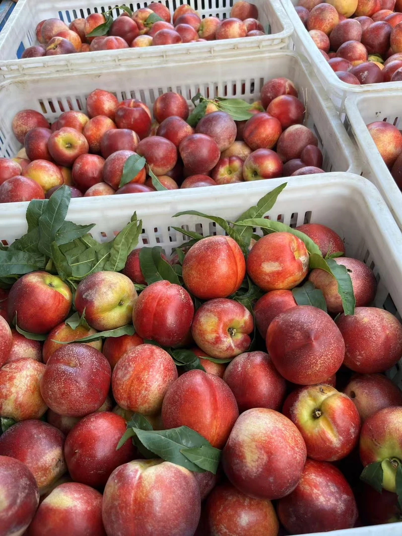 新鲜脆甜多汁黄心黄肉麻点大油桃