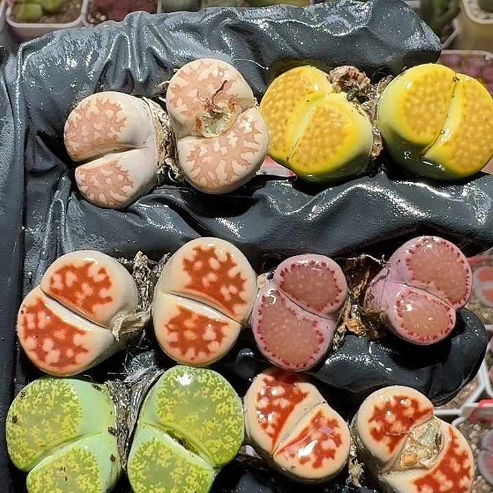 生石花1112222。  裸根发货。 338