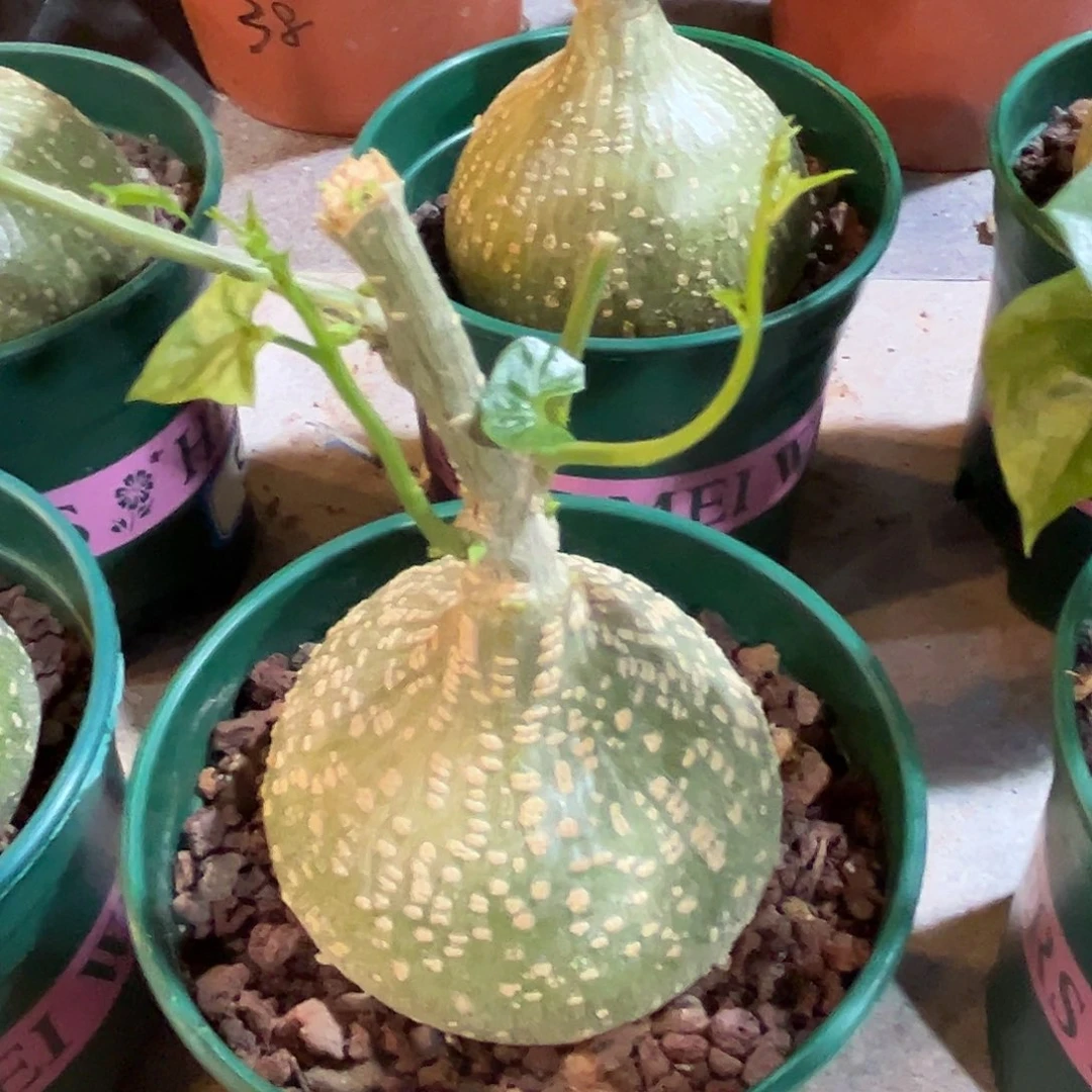 汤圆植物银叶睡布袋