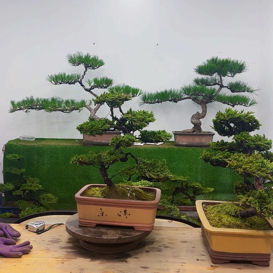 盆景盆景盆景盆景