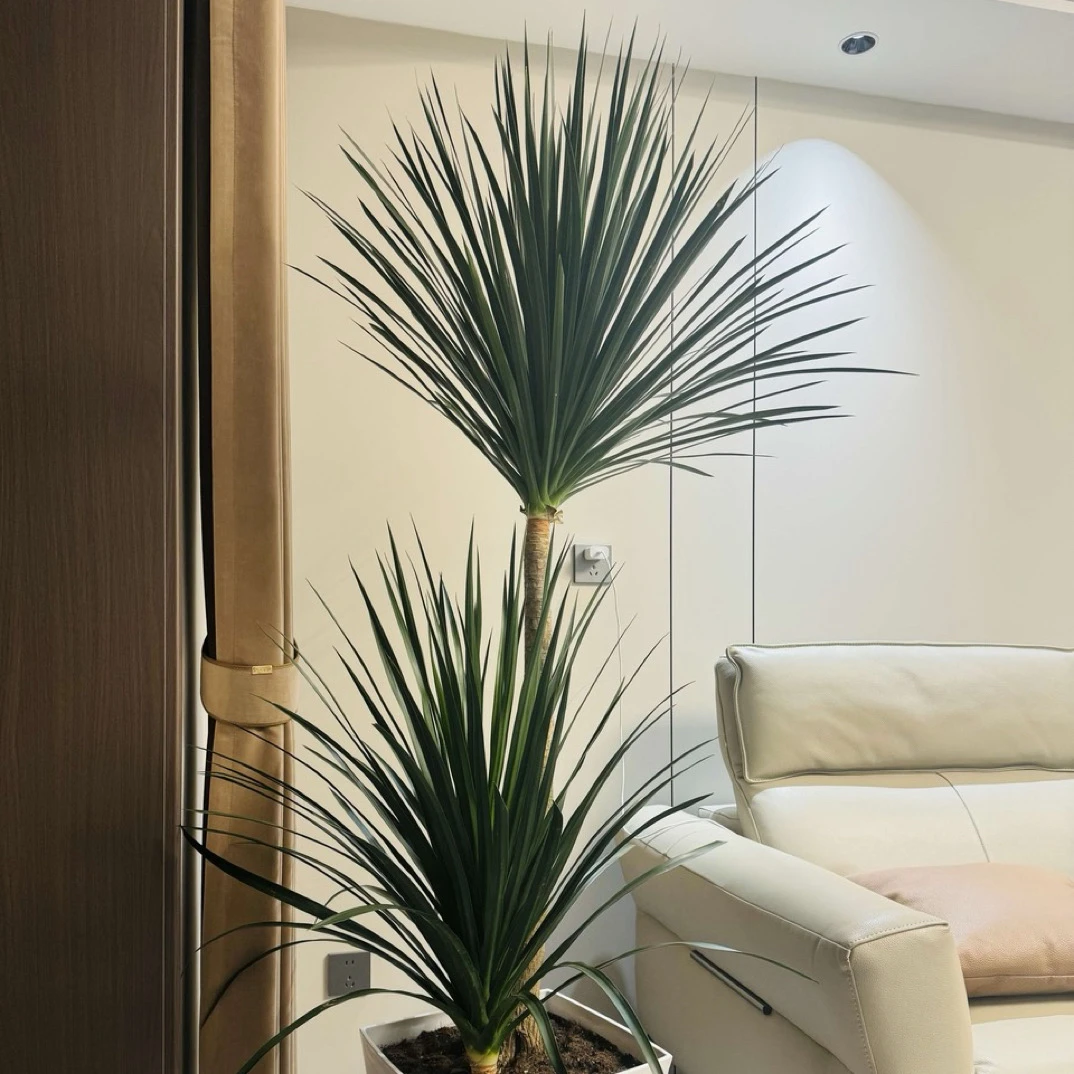 黑珍珠龙血树盆栽室内客厅绿植四季常青懒人好养！