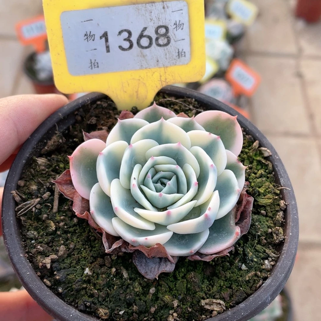 【闪购商品】1368号