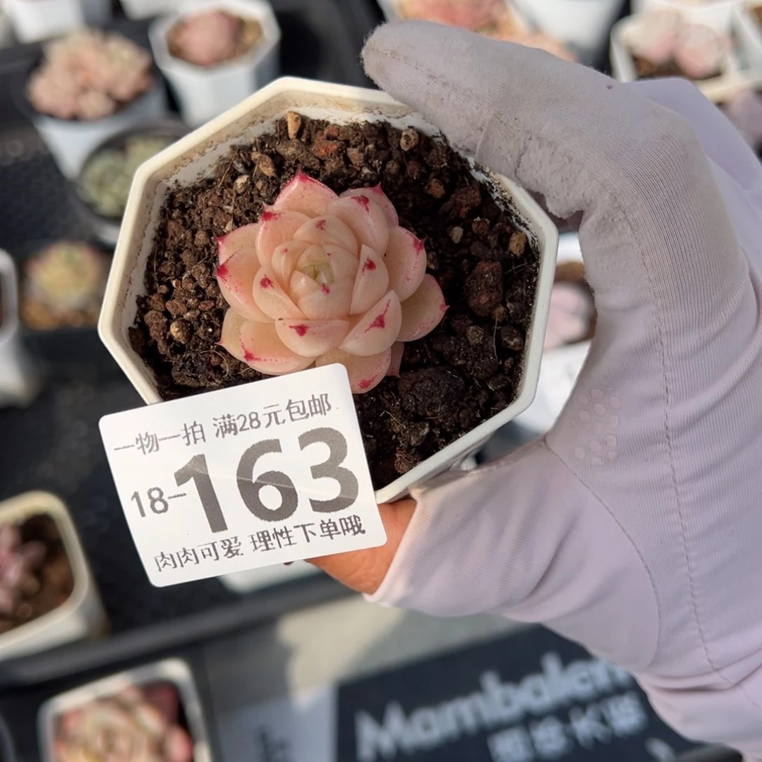 红枫多肉多肉多肉多肉