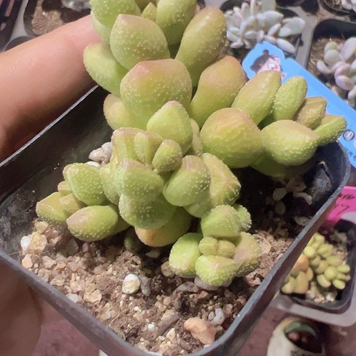 寿桃精品多肉植物