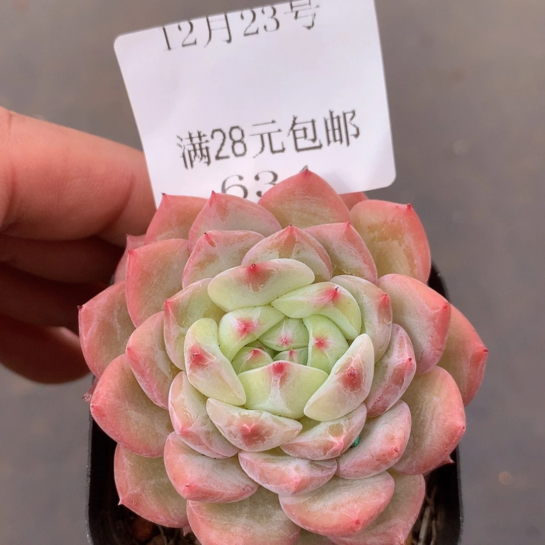 【闪购商品】云634