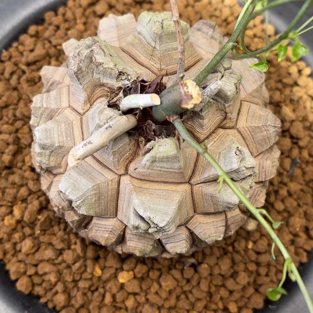 4002号龟甲龙带盆包邮10尺寸